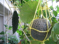 ベランダのメロン ベランダのメロン